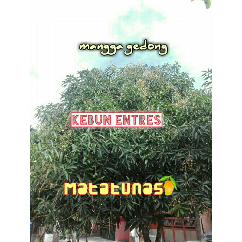 Entres Mangga Gedong