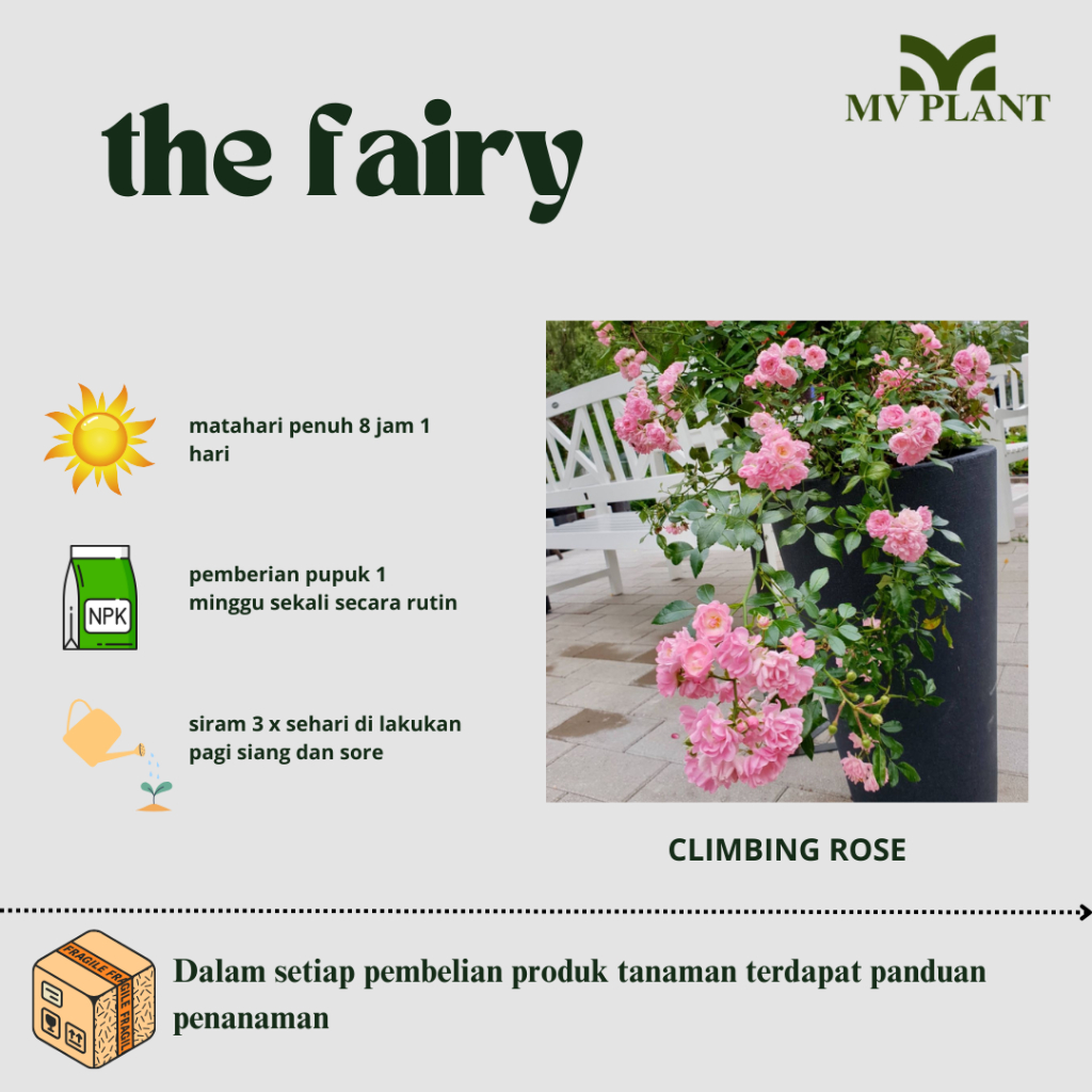 Tanaman Hidup Bunga Mawar Import THE FAIR-Mawar hidup-Mawar pink-Mawar Cantik