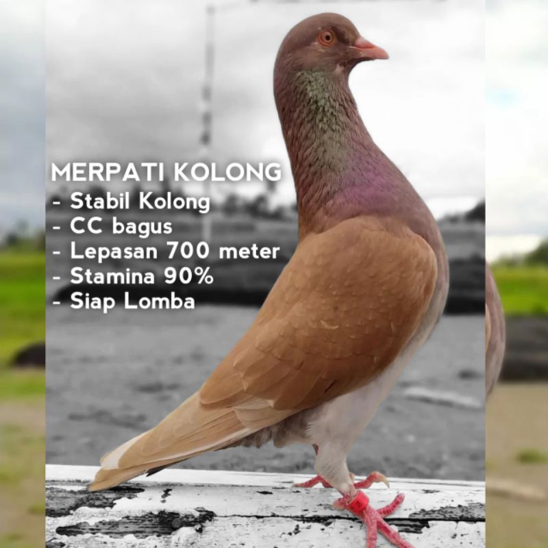 merpati kolong siapan lomba cc cepat