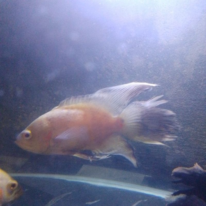 hiasan aquarium oscar Tiger slayer 4jari