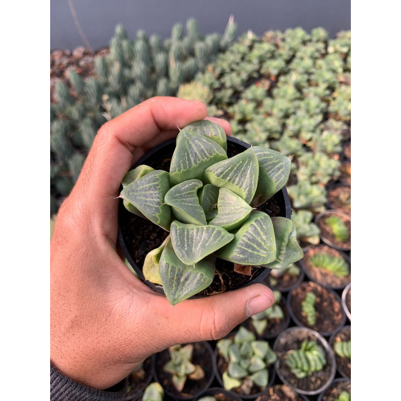 kaktus haworthia hybrid