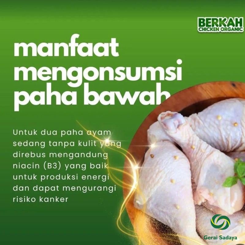 

Paha Bawah Ayam Organik Paha Pentung Berkah Chicken Drum Stick Ayam Negeri Probiotik