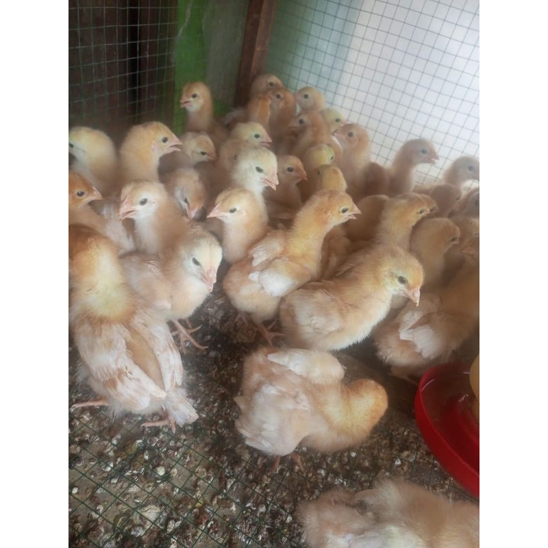 

Ayam Telur 2 Minggu - Petelur 2 Minggu - Ayam Telur Ayam 2 Mingguan