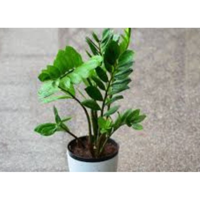 Tanaman Hias Dollar Zamia - Zamia Dollar - Pohon Dolar