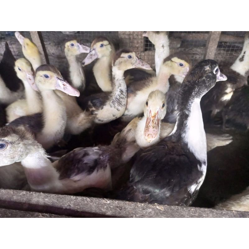 Entok Remaja - Entok 2 Bulan - Entok Lokal - Entok Besar