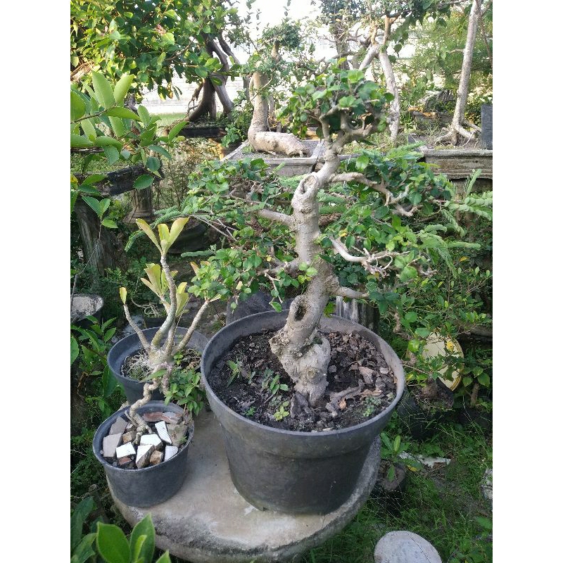 Bonsai serut bonsai hidup tanaman rumah minimalis