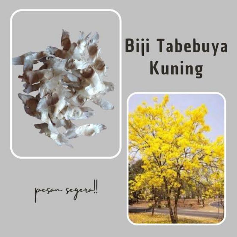 Biji Tabebuya kuning  1kg / Benih tabebuya kuning / tabebuya