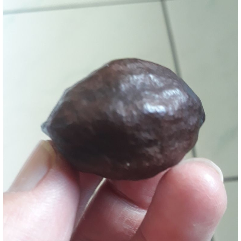 Kemiri Adu Muncang Adu Obral Jawa Si Sumur Ori Malangbong