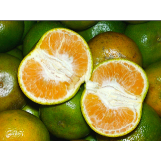 

BUAH JERUK 1 KG ASLI SEMBORO KAB. JEMBER