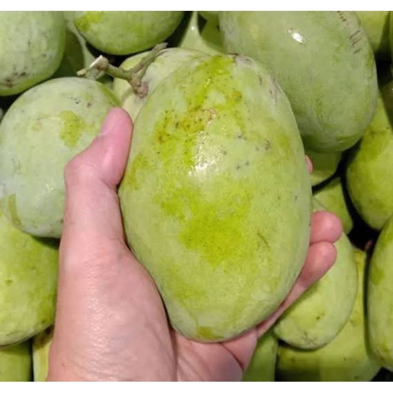 

mangga cengkir 3kilo