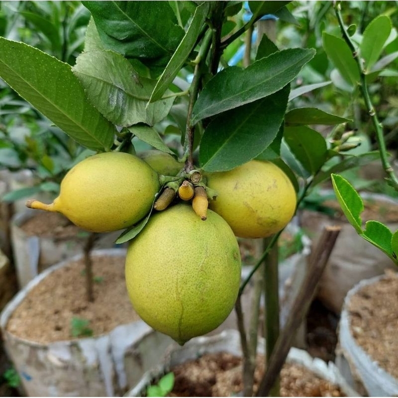 Bibit Jeruk Lemon Kondisi  dewasa- Buah Lemon - Jeruk Lemon - Bibit jeruk Lemon kondisi sudah berbua