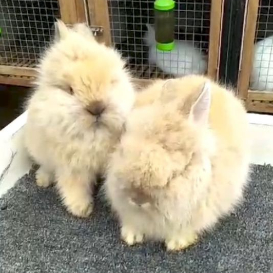 Anak Kelinci Rabbit Bunny LionHead hidup