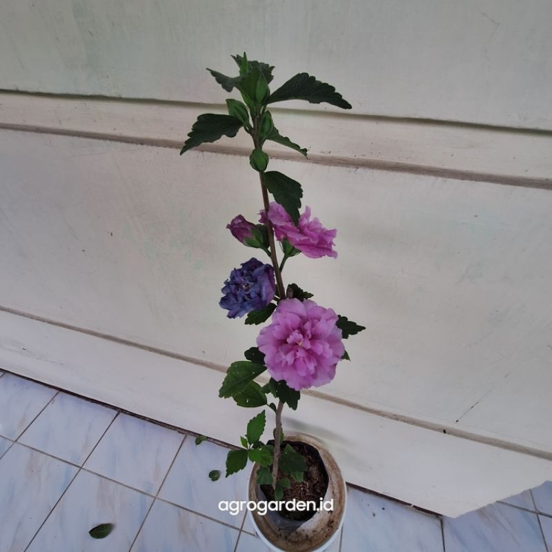 Tanaman Hias Bunga Sepatu Ungu Tumpuk - Bunga Sepatu Ungu Tumpuk - Tanaman Hias Bunga Sepatu Ungu Tu