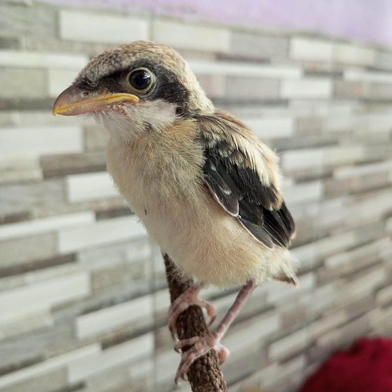 pentet lolohan jatim ori