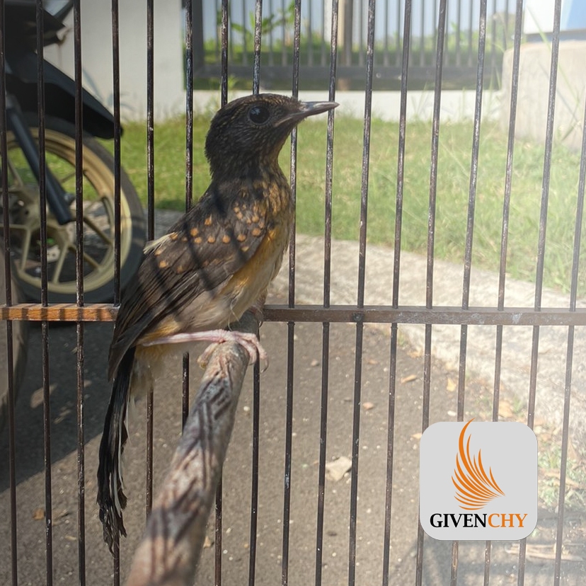 Murai Batu Trotol Balak ( Balak sabang ) Trah prestasi