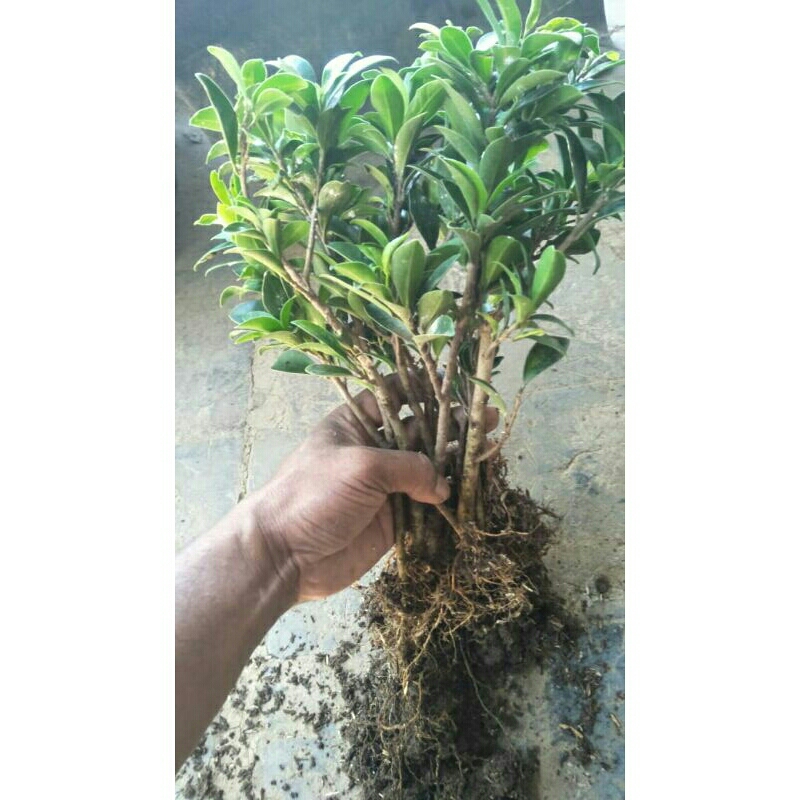 Bonsai Beringin Elegan Sudah Berakar