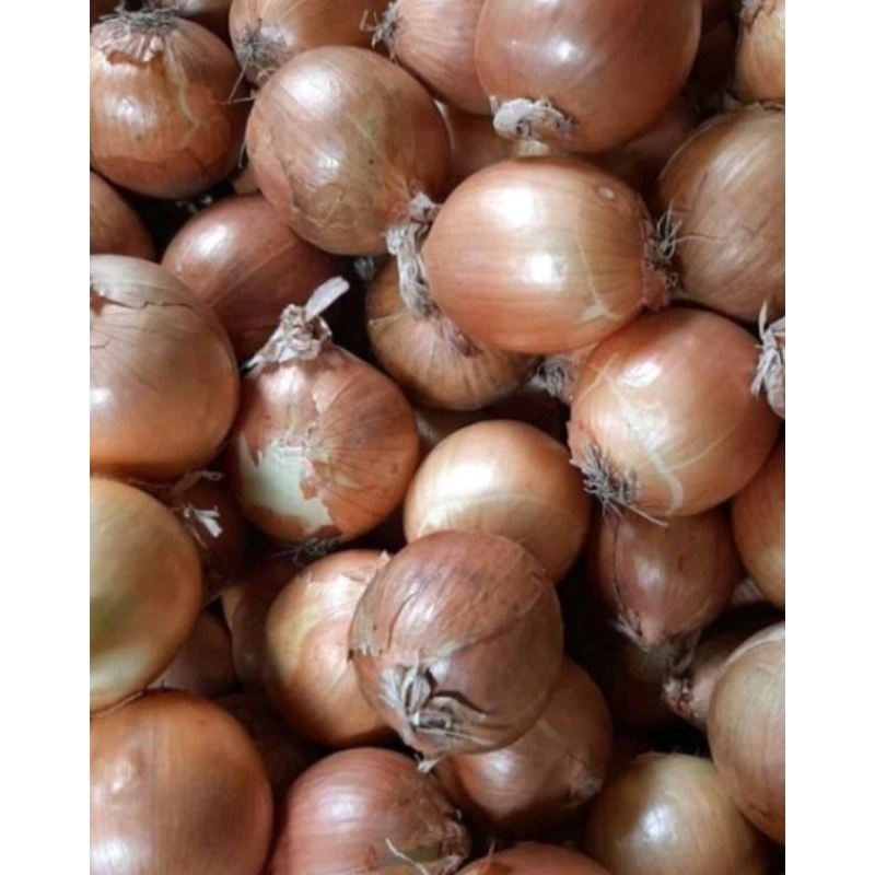 

TERMURAH!! BAWANG BOMBAY 250gram