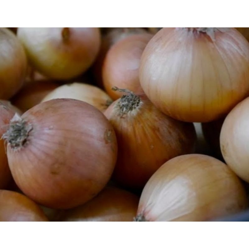 

Bawang Bombay 300 gram