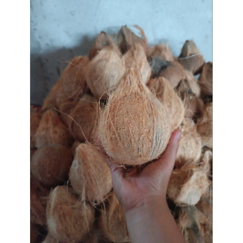 

Kelapa tua super segandeng isi 2 buah