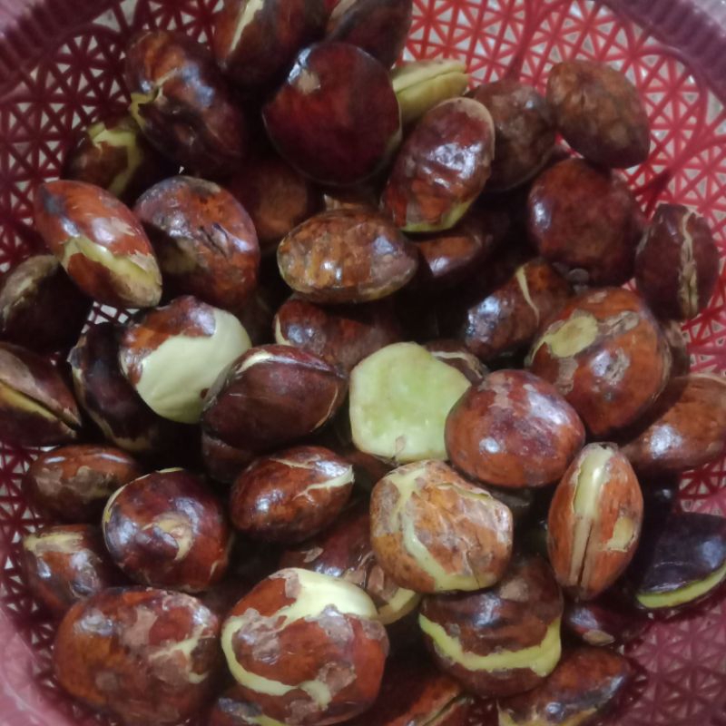 

jengkol muda / jengkol lalap 250gr