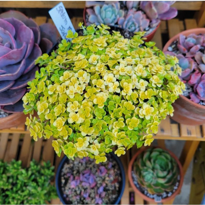 Sukulen Sedum Makinoi Ogon Baby Tears Rumput Lucu