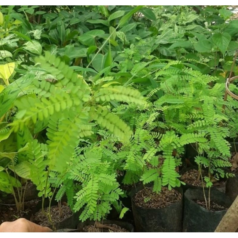 Tanaman herbal daun saga manis saga rambat