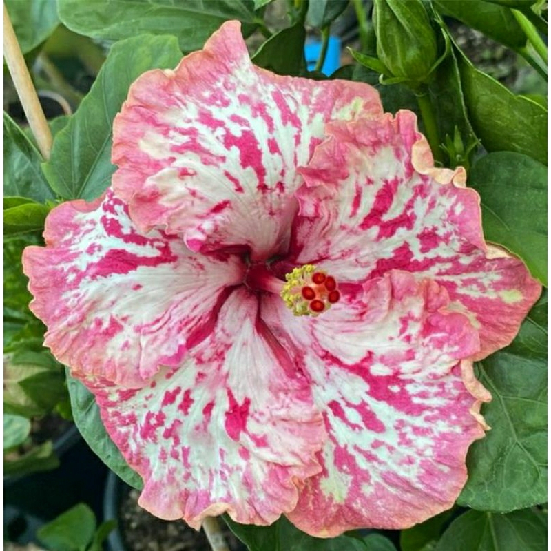 Tanaman Hias Bibit Kembang Sepatu Hibiscus Strawberry Bibit Pohon Bunga Sepatu Hibiscus Strawberry