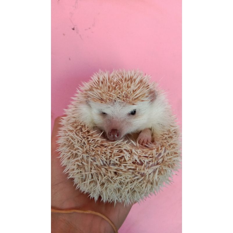 Landak Mini Indukan Umur 6bulan+