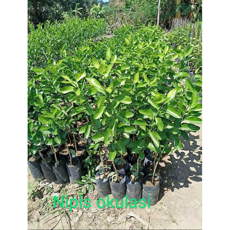 bibit jeruk nipis okulasi