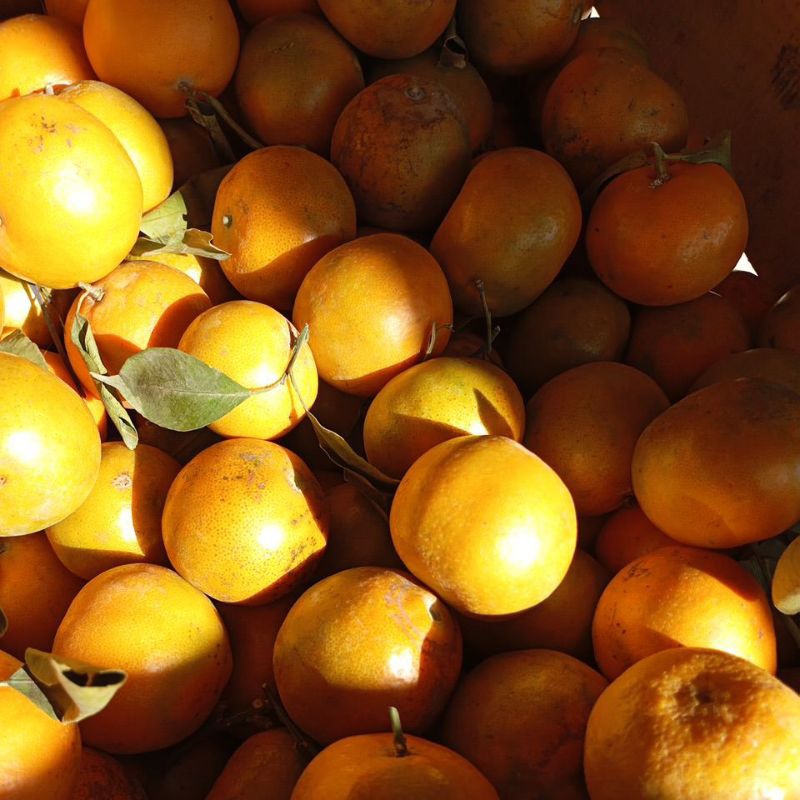 

Jeruk Siem Madu Malang 1kg