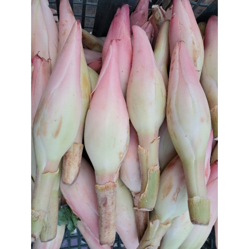 

Kecombrang 250 gr, 500 gr, 1 kg