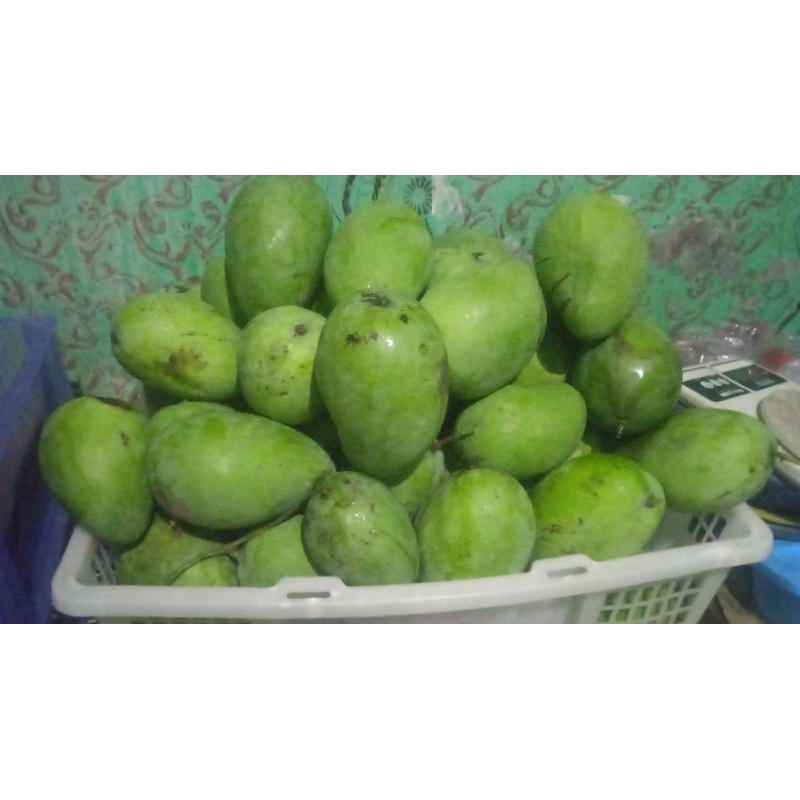 

Buah mangga indramayu