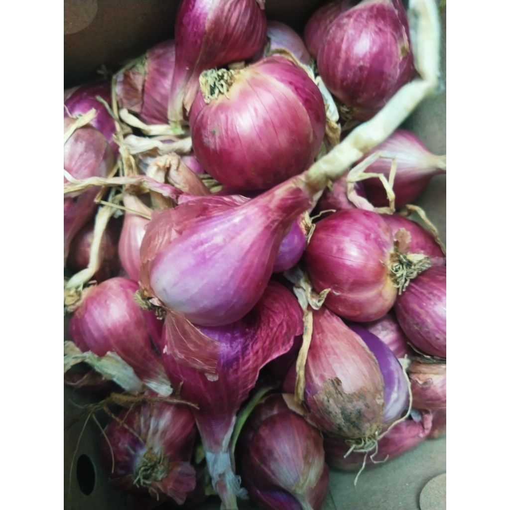 

bawang merah super brebes 1 kg sedang
