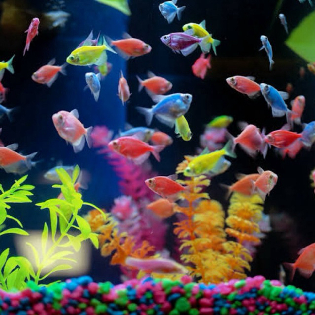 HIASAN AQUARIUM IKAN GLOFISH SIZE 2-3cm
