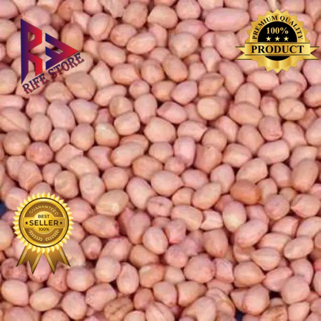 

[ KEBUN SENDIRI] Kacang Tanah putih 1 Kg/ Kacang jawa murah /Kacang brul / kacang kulit / kacang india