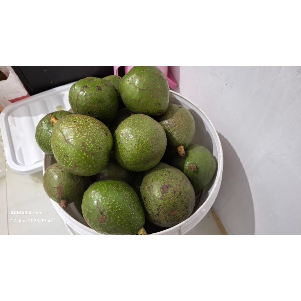 

Buah Alpukat Pokat Avocado Gayo Pokat Susu Enak Legit 1 Kg