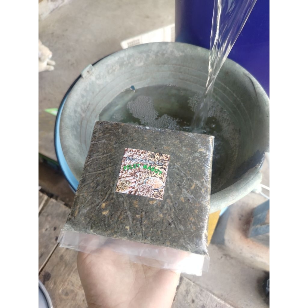 pelet magot  umpan Galatama lele