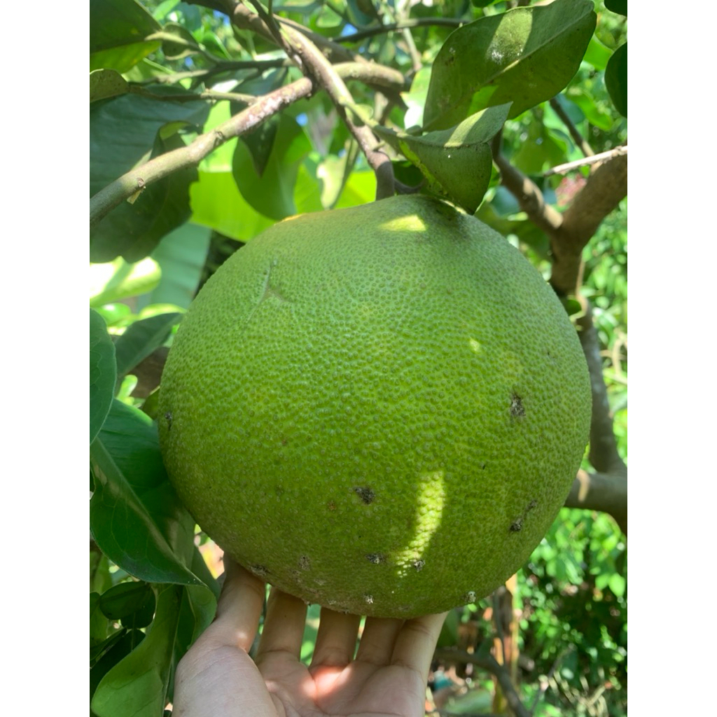 

BUAH PAMELO||Pamelo Fruits-Jeruk Pamelo Asli petik pohon langsung