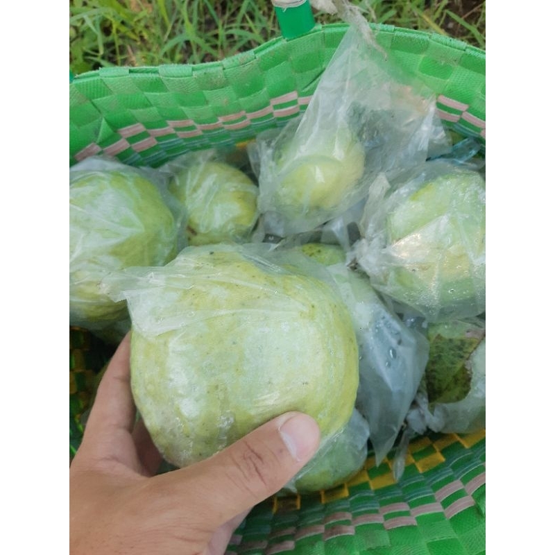 

Jambu Kristal Fresh Kebumen (1 kg isi 4-6 butir)