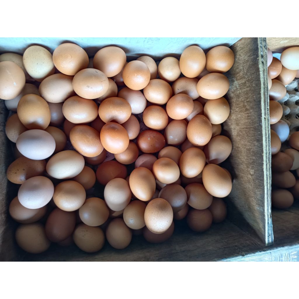 

Telur Ayam Negri 1Kg