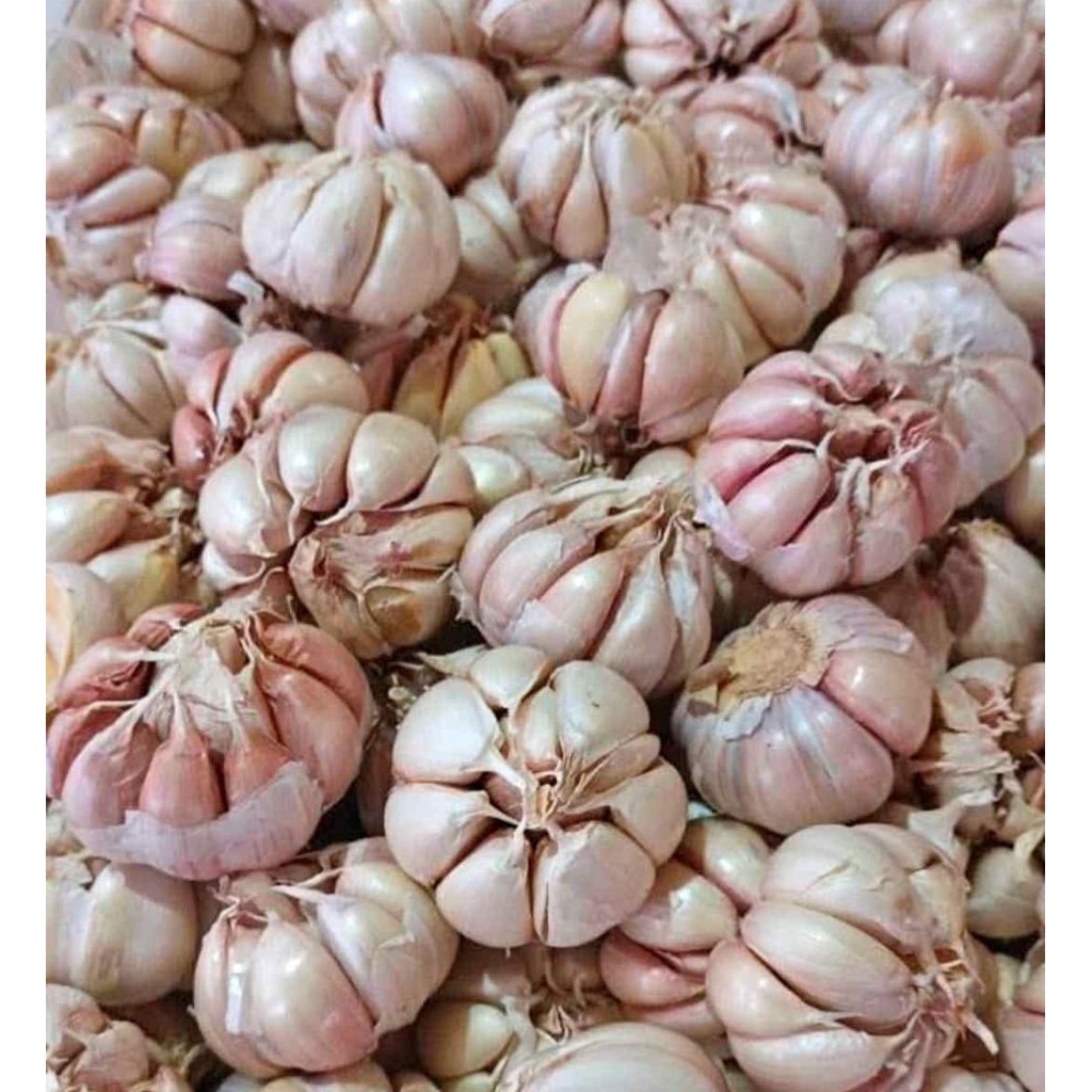 

Bawang Putih
