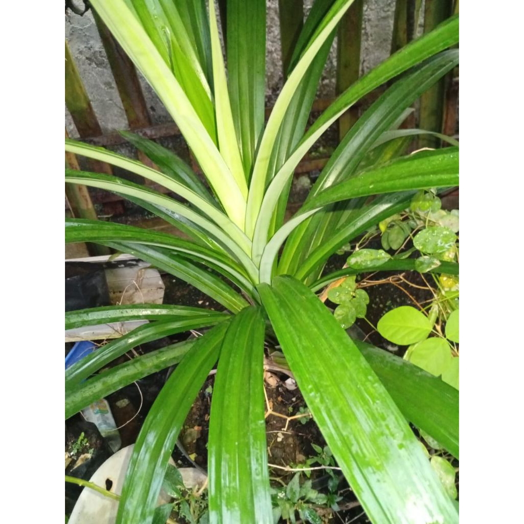 

Daun Pandan Segar Organik Langsung Petik Dari Kebun