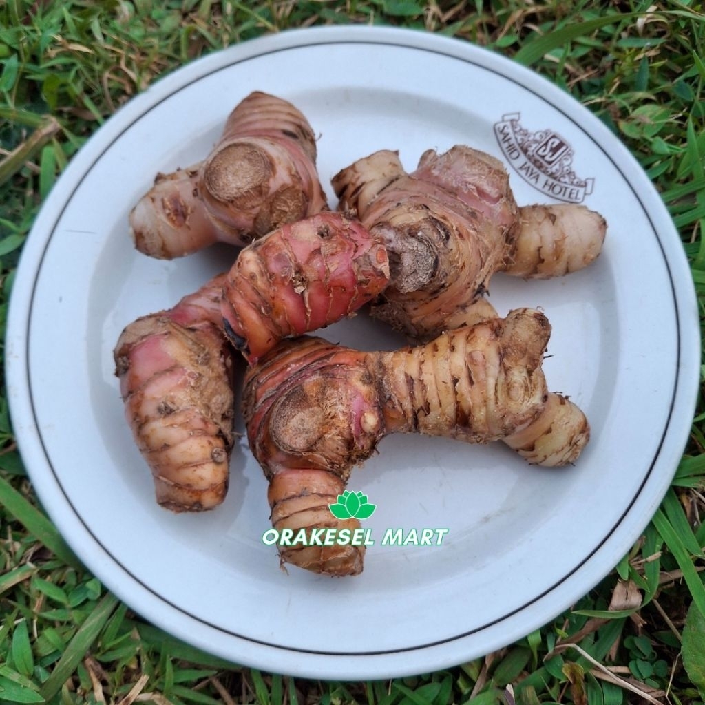 

Lengkuas Segar 1Kg Premium