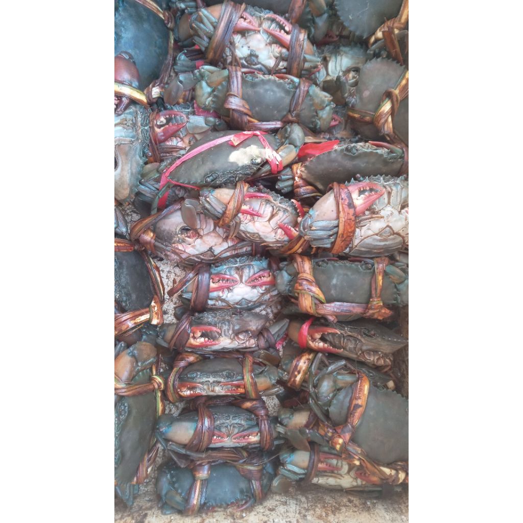 

Kepiting Bakau