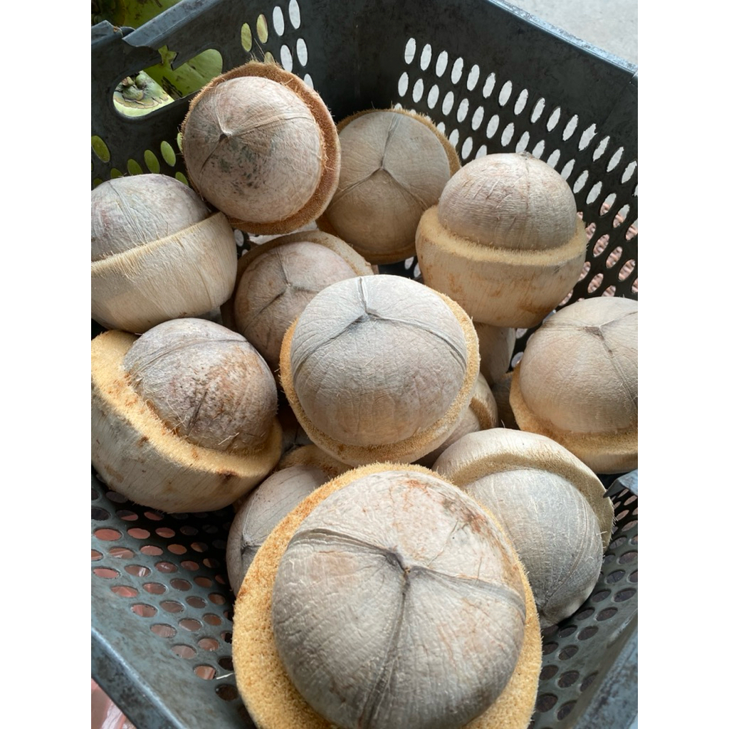 

Kelapa Kopyor Jumbo Super