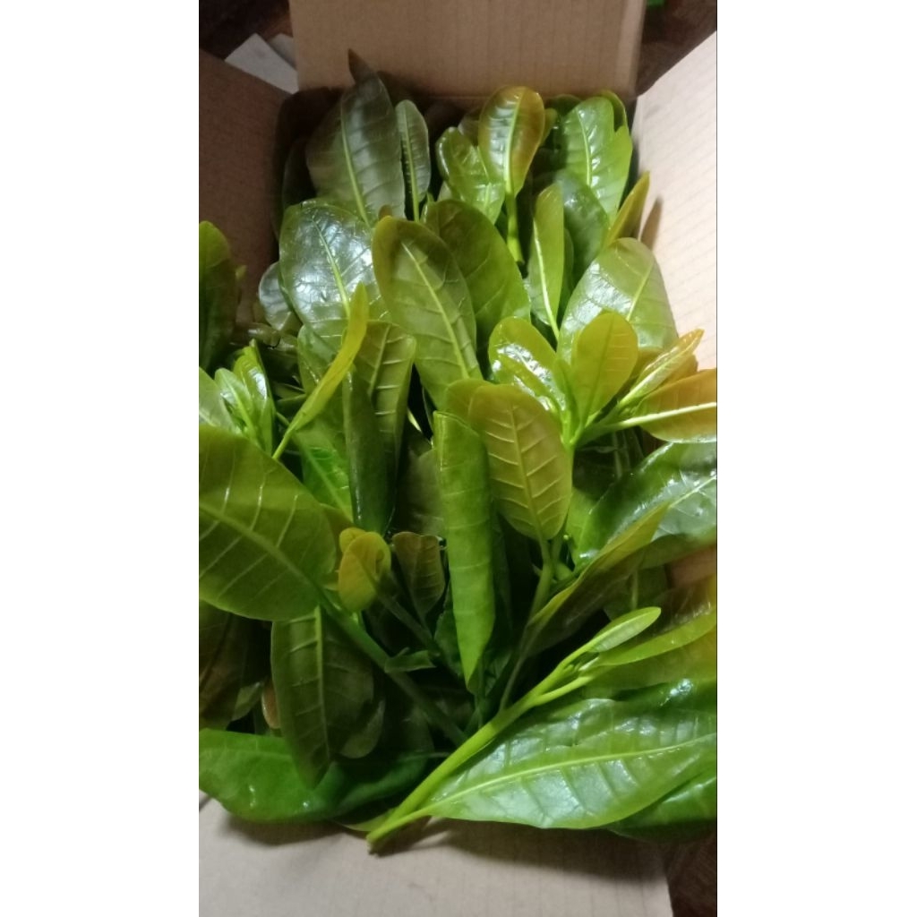

Daun jambu mede fres muda berat 500gr, 1kg