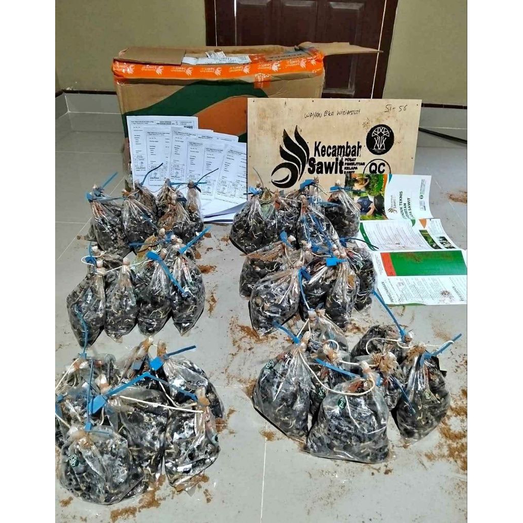 100 Butir Benih Kecambah Sawit PPKS Dumpy Original