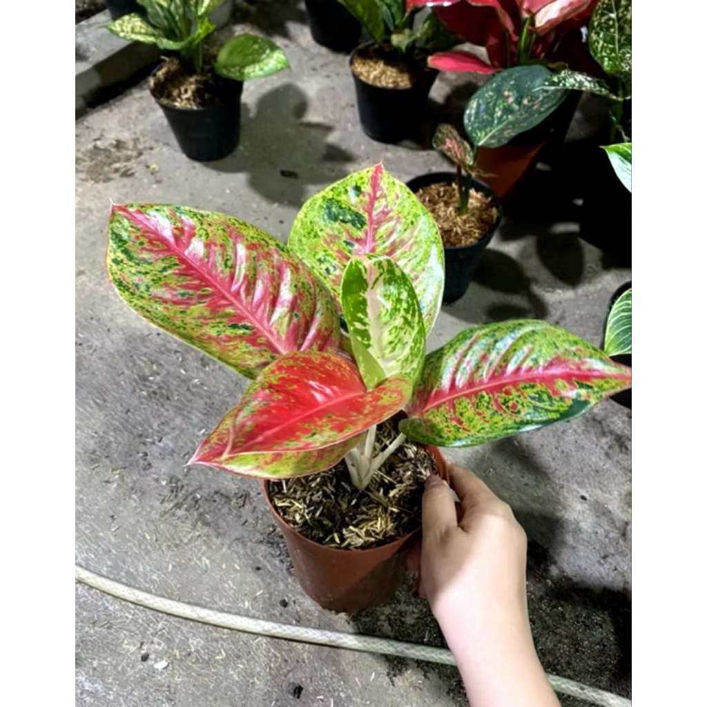 Aglonema mahasety (hasil tanian lokal)