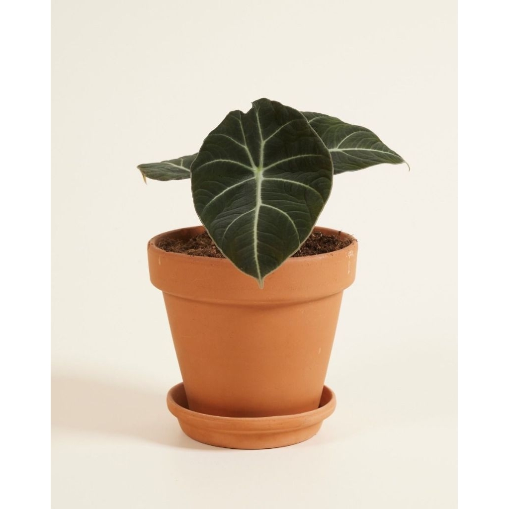 Promo COD tanaman hias indoor alocasia black velvet 2-5 daun remaja - alocasia blackvelvet - alocasi