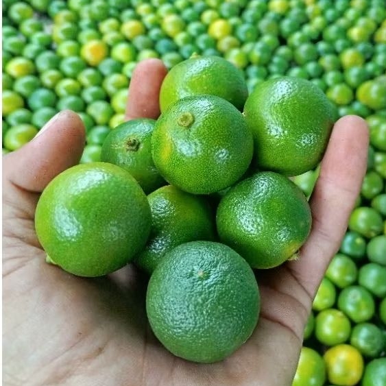 

Jeruk sonkit kualitas super jeruk kasturi jeruk kunci jeruk lemon cui jeruk peras bogor 500gr
